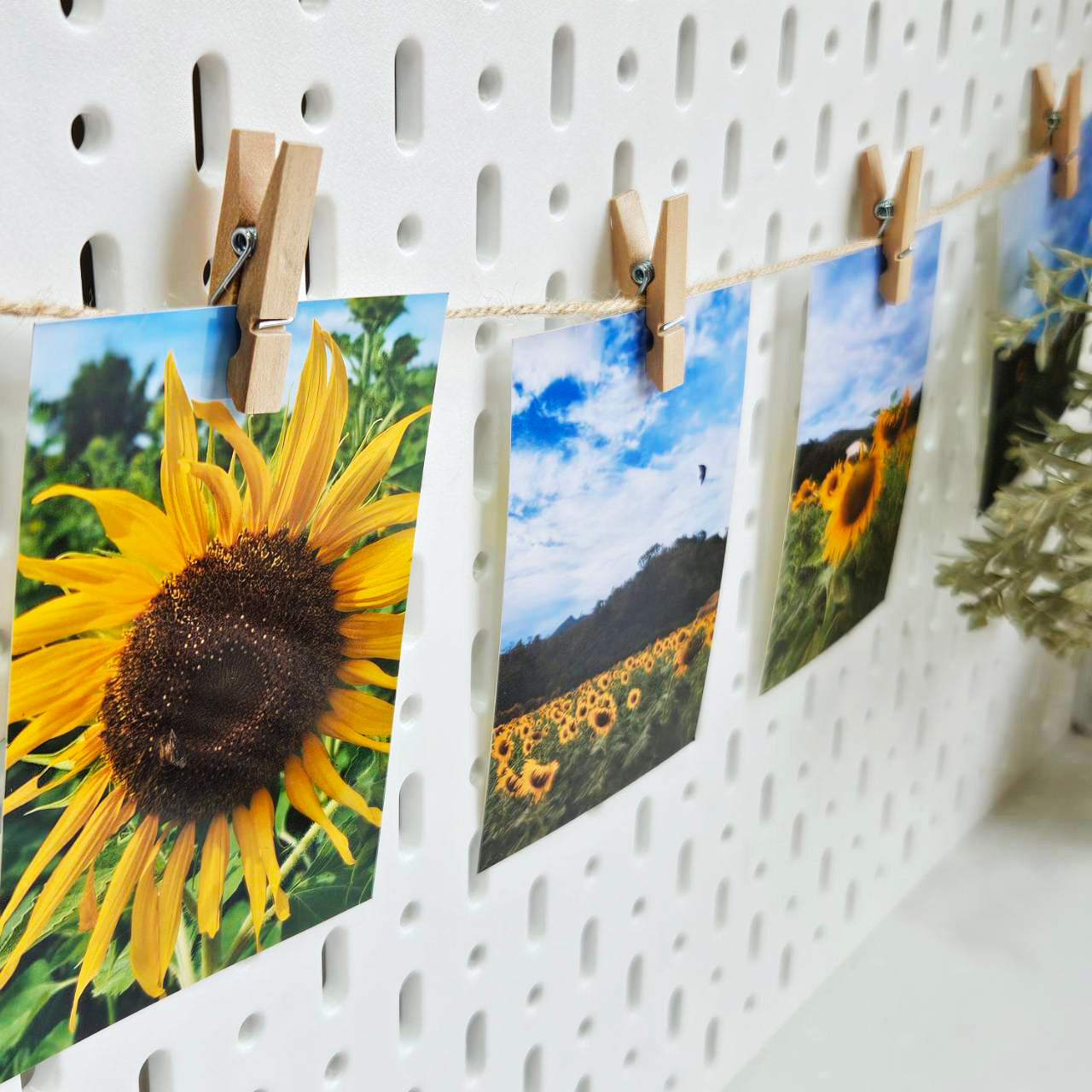 ไม้หนีบสีธรรมชาติ 50 ตัว + แถมฟรี! เชือกปอยาว 5 เมตร